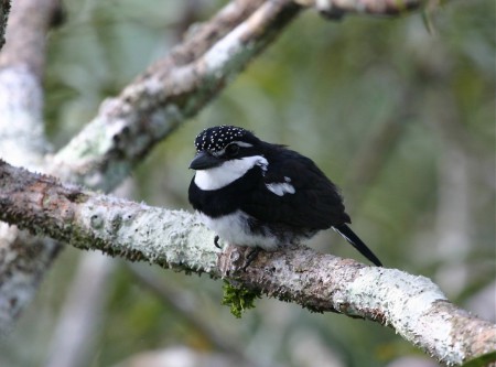 Pied Puffbird Notharchus tectus Sani Lodge, Ecuador